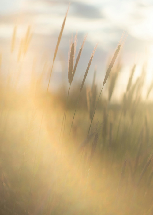 The Good Steward – grassland